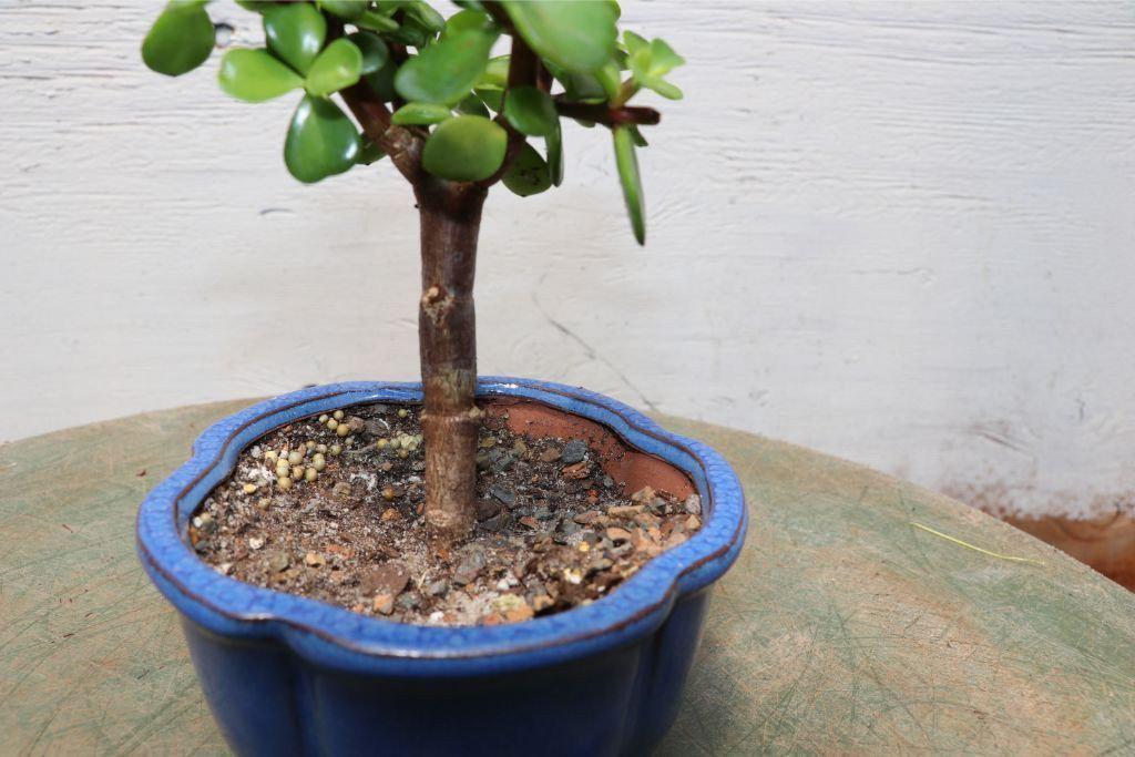 Small Baby Jade Bonsai Tree Alt 1