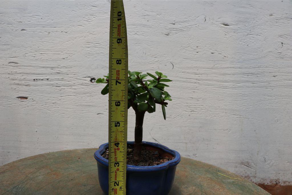 Small Baby Jade Bonsai Tree Size