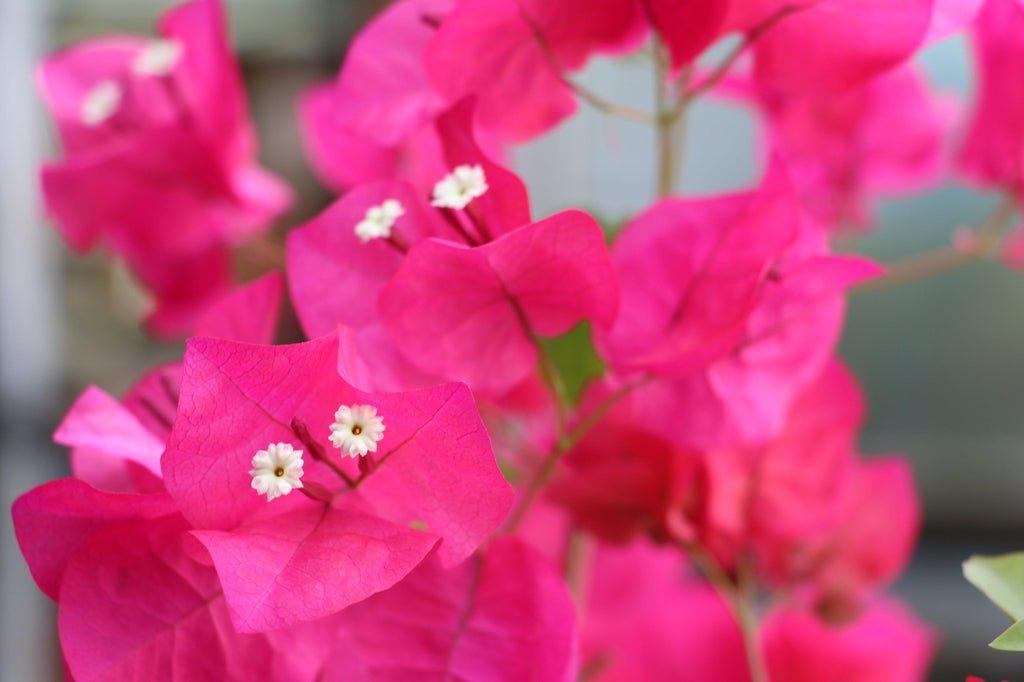 Pink Pixie Bonsai Tree Flower Closeup