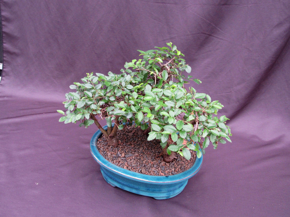 Chinese Elm Bonsai Tree - 3 Tree Forest Planting Side