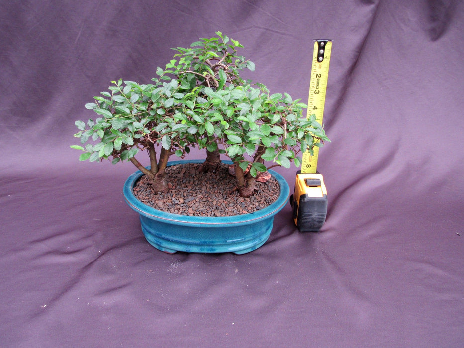 Chinese Elm Bonsai Tree - 3 Tree Forest Planting Height