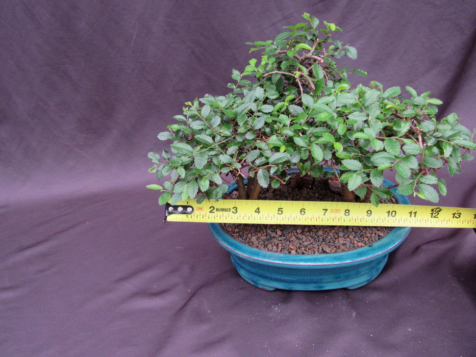 Chinese Elm Bonsai Tree - 3 Tree Forest Planting Size