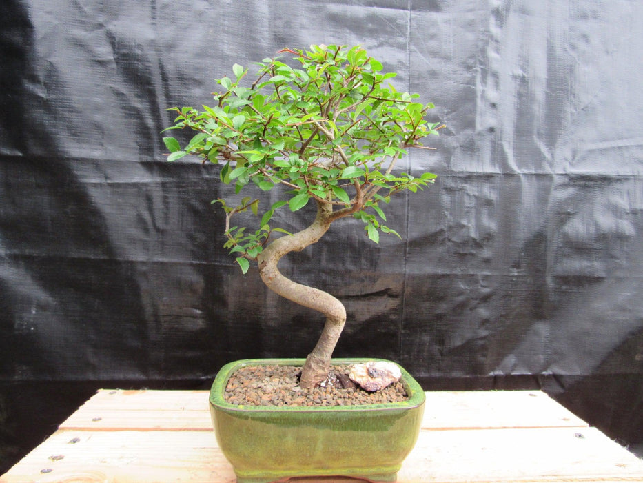 Extra Small Curved Trunk Chinese Elm Bonsai Tree Profile