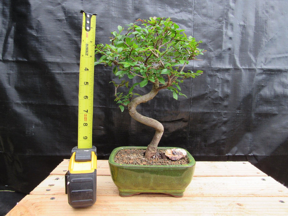 Extra Small Curved Trunk Chinese Elm Bonsai Tree Height