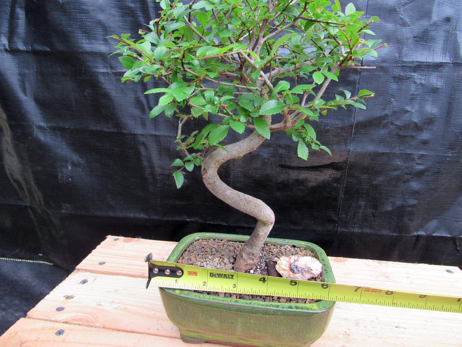 Extra Small Curved Trunk Chinese Elm Bonsai Tree Width