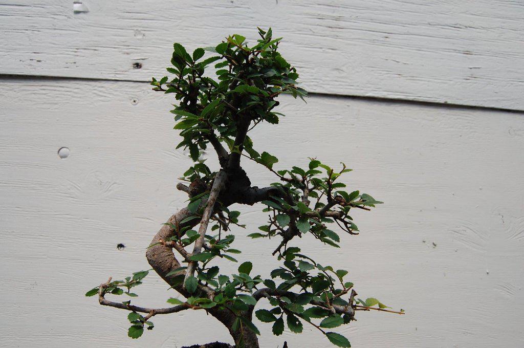 Small Chinese Elm Bonsai Tree Bark