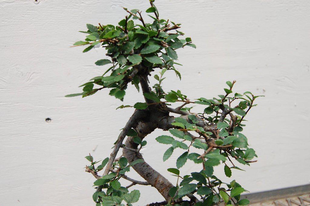 Small Chinese Elm Bonsai Tree Curved Trunk
