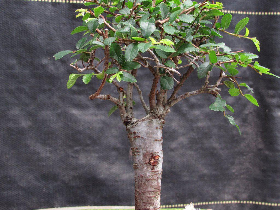 Small Straight Trunk Chinese Elm Bonsai Tree Profile