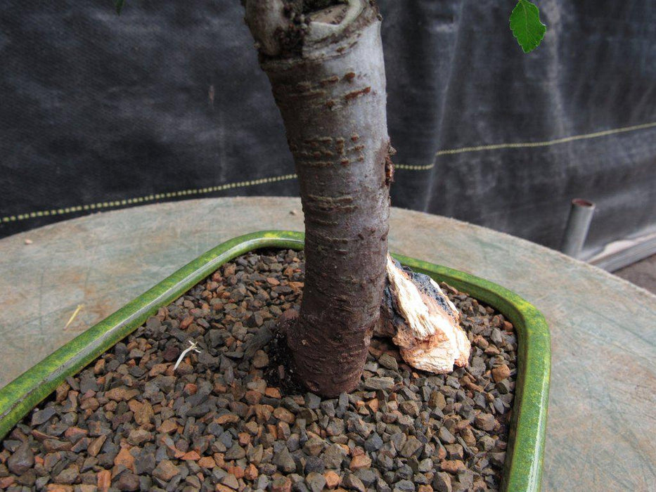 Small Straight Trunk Chinese Elm Bonsai Tree Trunk