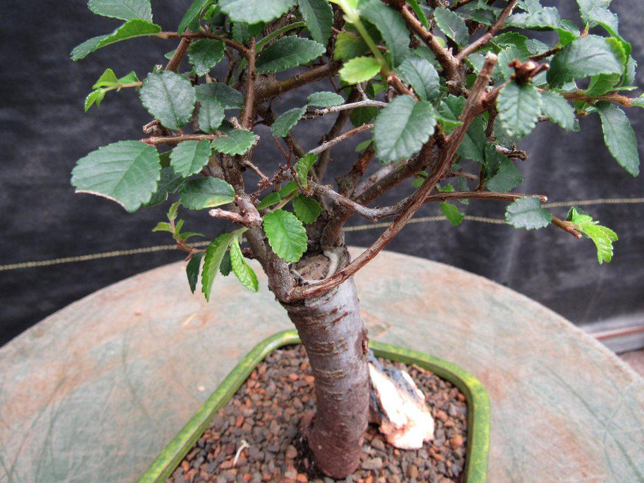 Small Straight Trunk Chinese Elm Bonsai Tree Branches