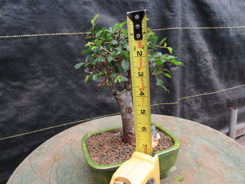Small Straight Trunk Chinese Elm Bonsai Tree Height