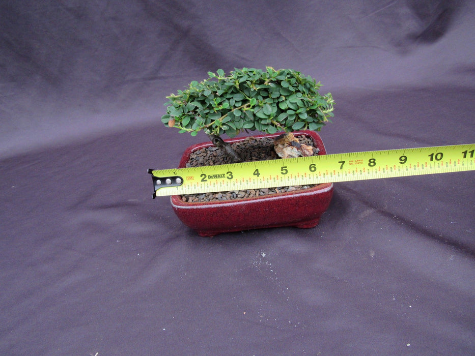 Classic Style Cotoneaster Bonsai Tree Width