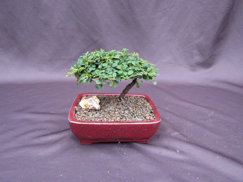 Classic Style Cotoneaster Bonsai Tree Back