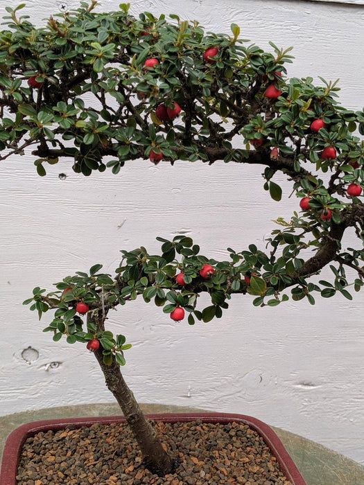 Curved Trunk Style Cotoneaster Bonsai Tree