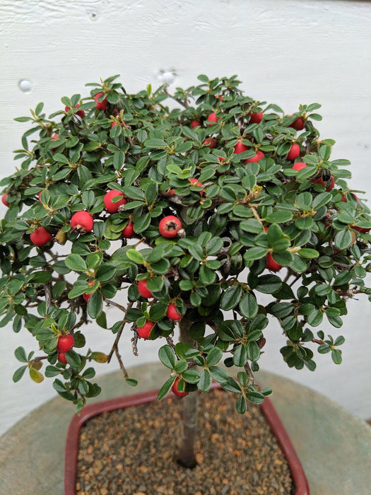 Upright Cotoneaster Bonsai Tree Fruit