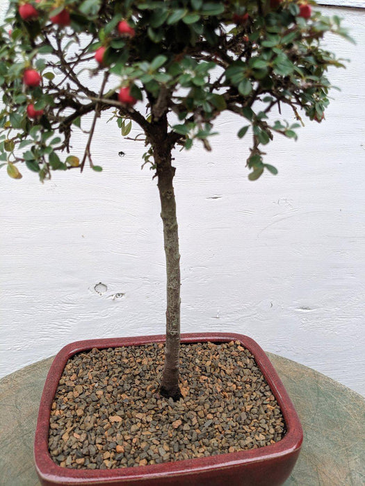 Upright Cotoneaster Bonsai Tree Trunk