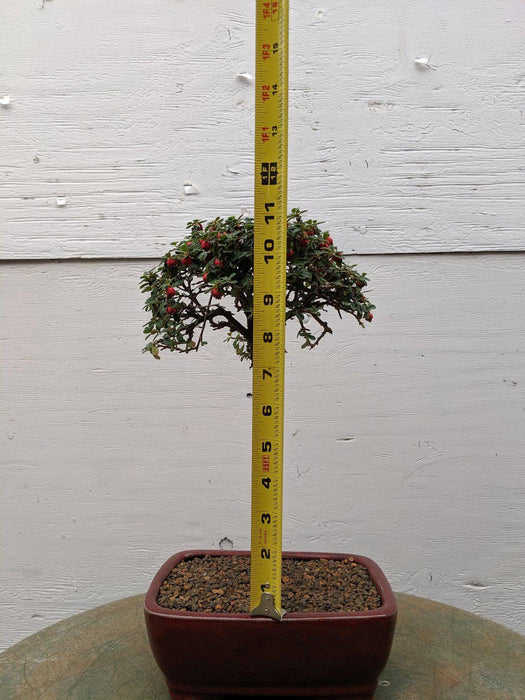 Upright Cotoneaster Bonsai Tree Size