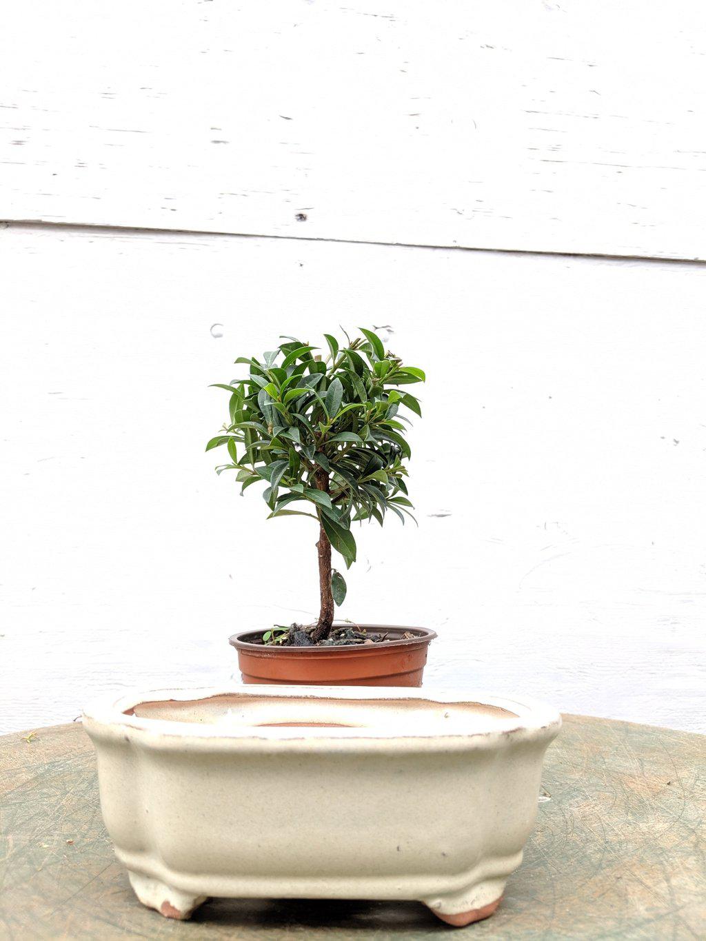 Flowering Brush Cherry Pre Bonsai Tree With DIY Kit Pot