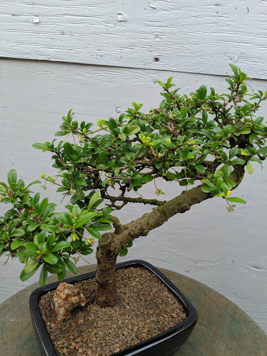 Fukien Tea Bonsai Tree - Informal Upright Style