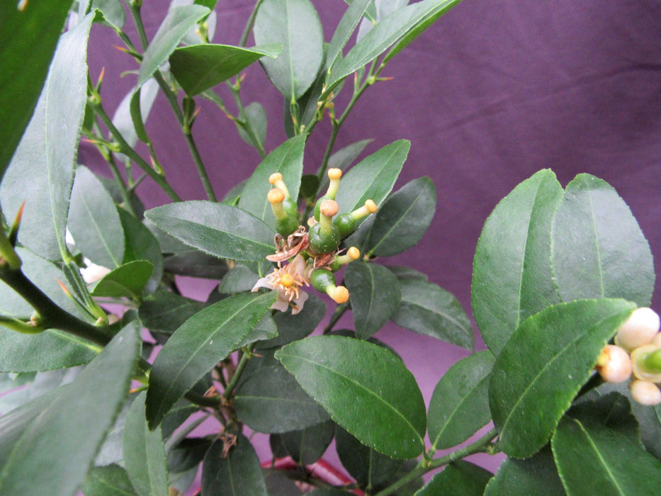 Key Lime Bonsai Tree Fruit