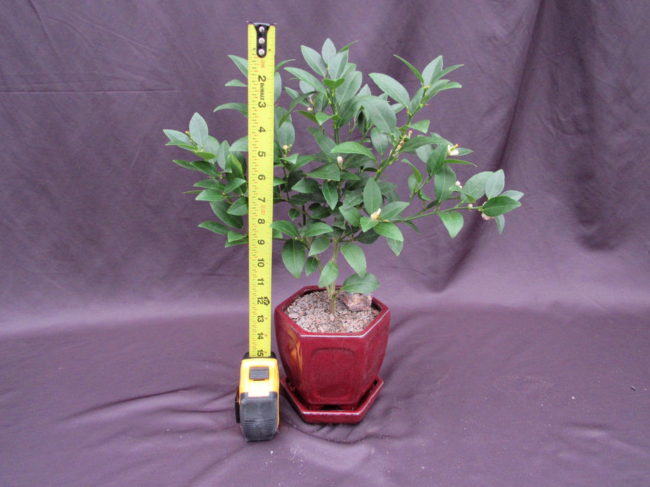 Key Lime Bonsai Tree Height