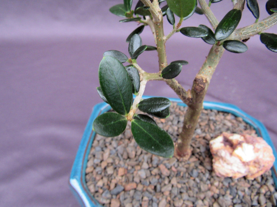 Little Ollie European Olive Bonsai Tree Leaf
