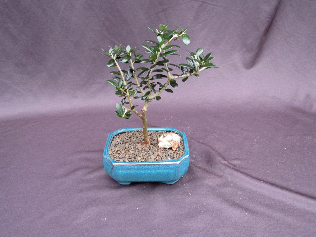 Little Ollie European Olive Bonsai Tree