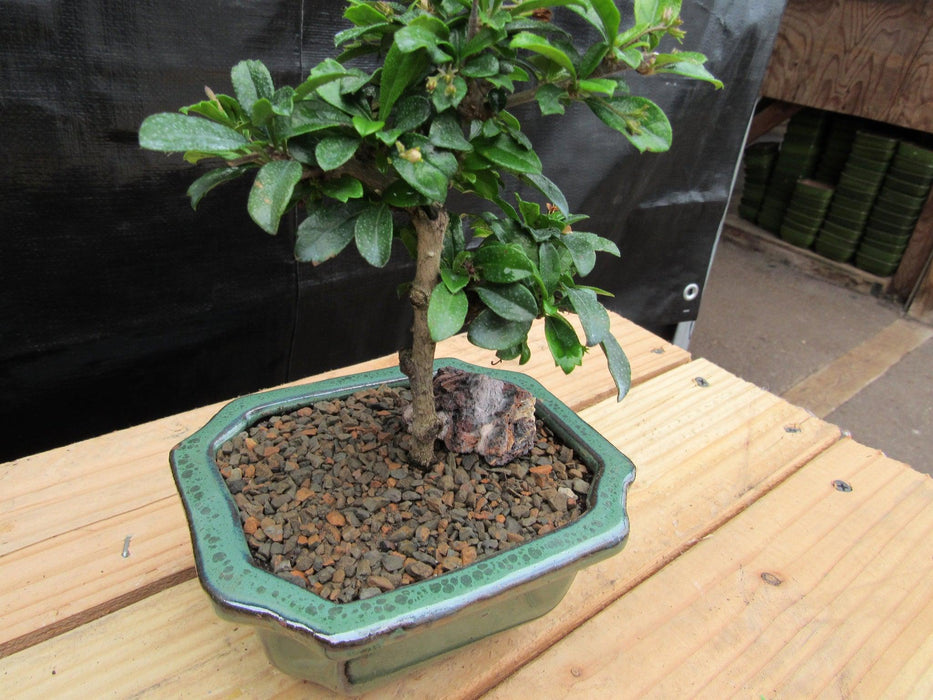 Small Fukien Tea Bonsai Tree Soft Side