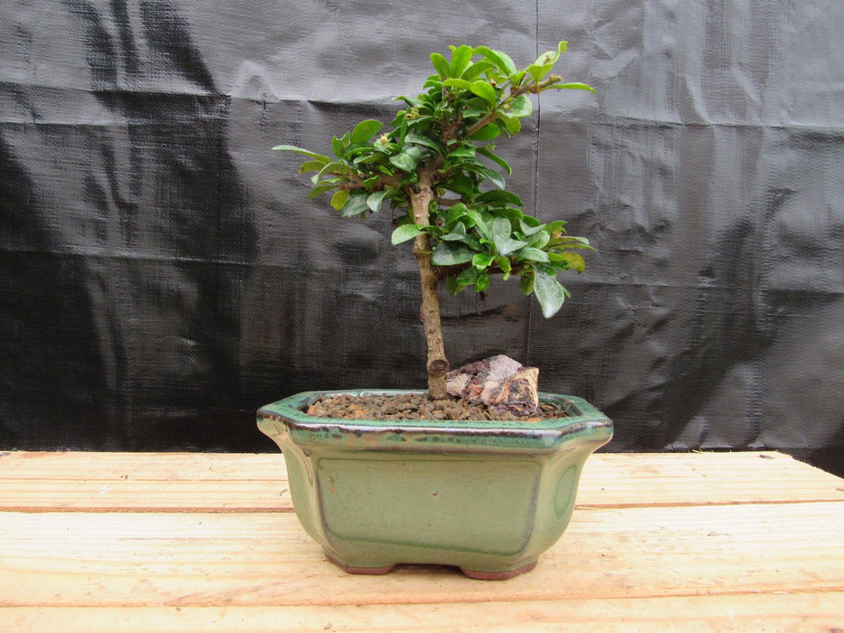 Small Fukien Tea Bonsai Tree