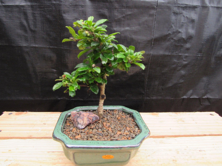 Small Fukien Tea Bonsai Tree Back