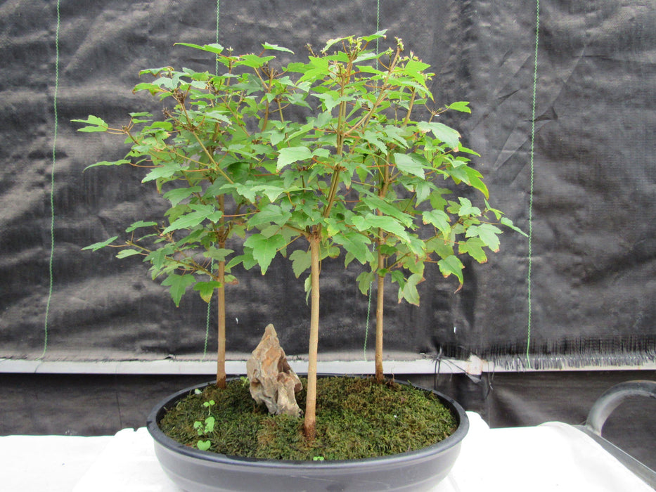 10 Year Old Trident Maple 3 Tree Forest Specimen Bonsai Tree Back