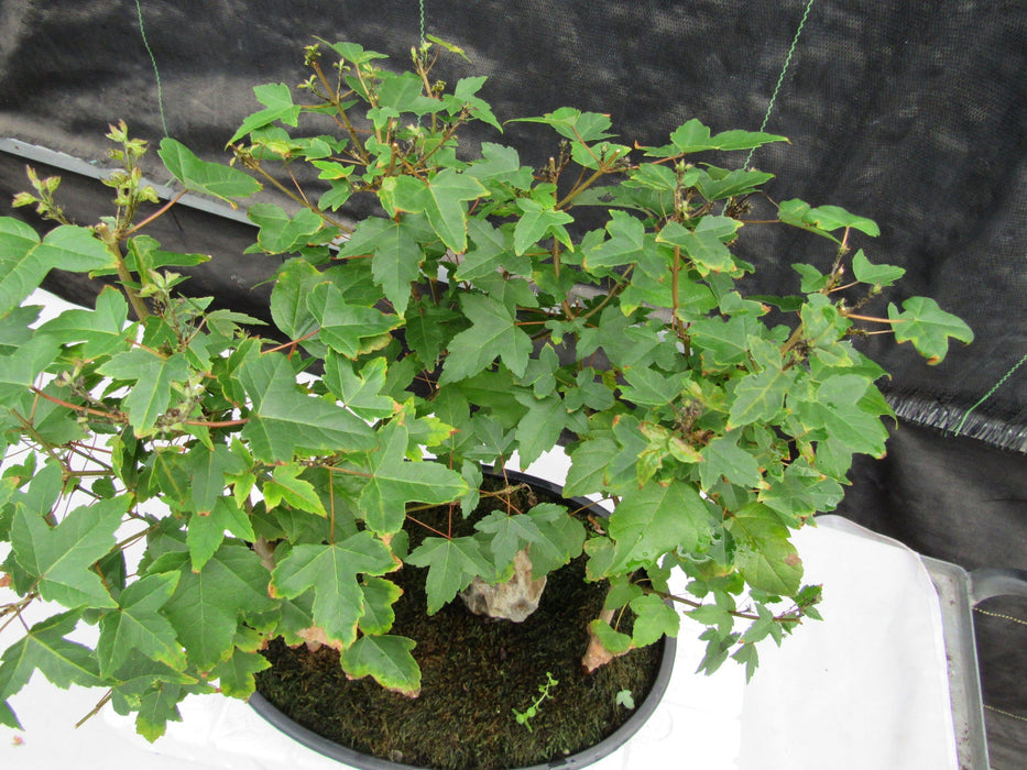 10 Year Old Trident Maple 3 Tree Forest Specimen Bonsai Tree Top