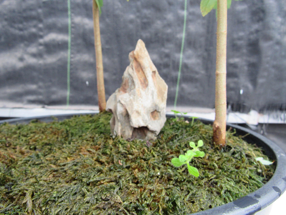 10 Year Old Trident Maple 3 Tree Forest Specimen Bonsai Tree Trunk