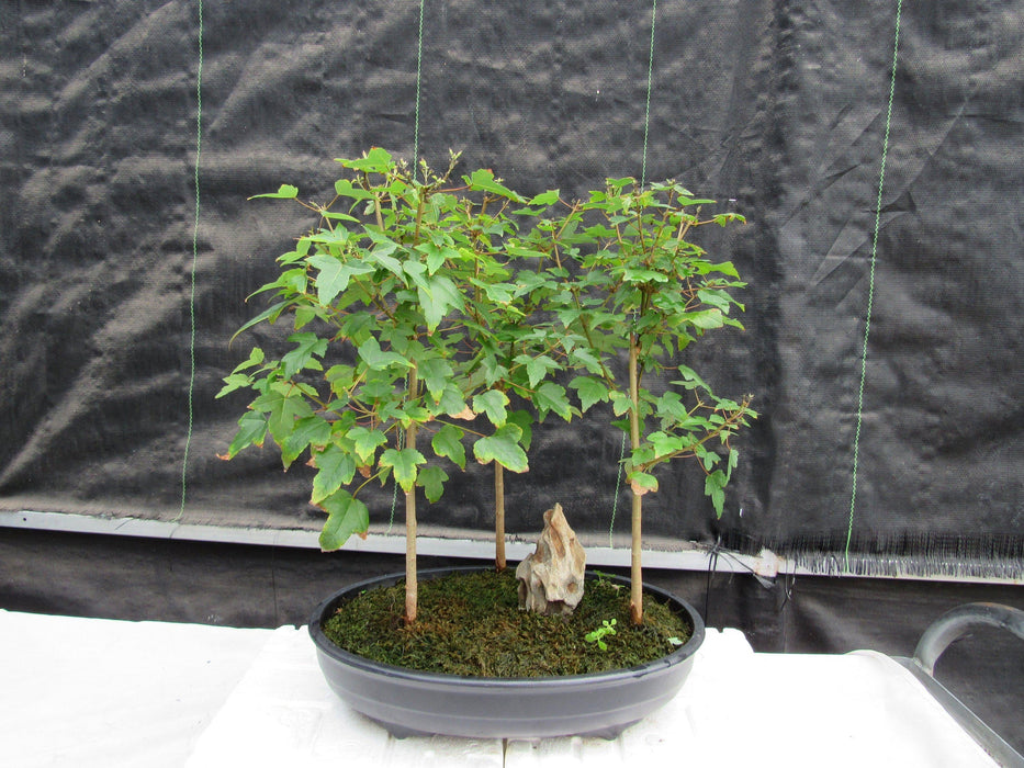 10 Year Old Trident Maple 3 Tree Forest Specimen Bonsai Tree Profile