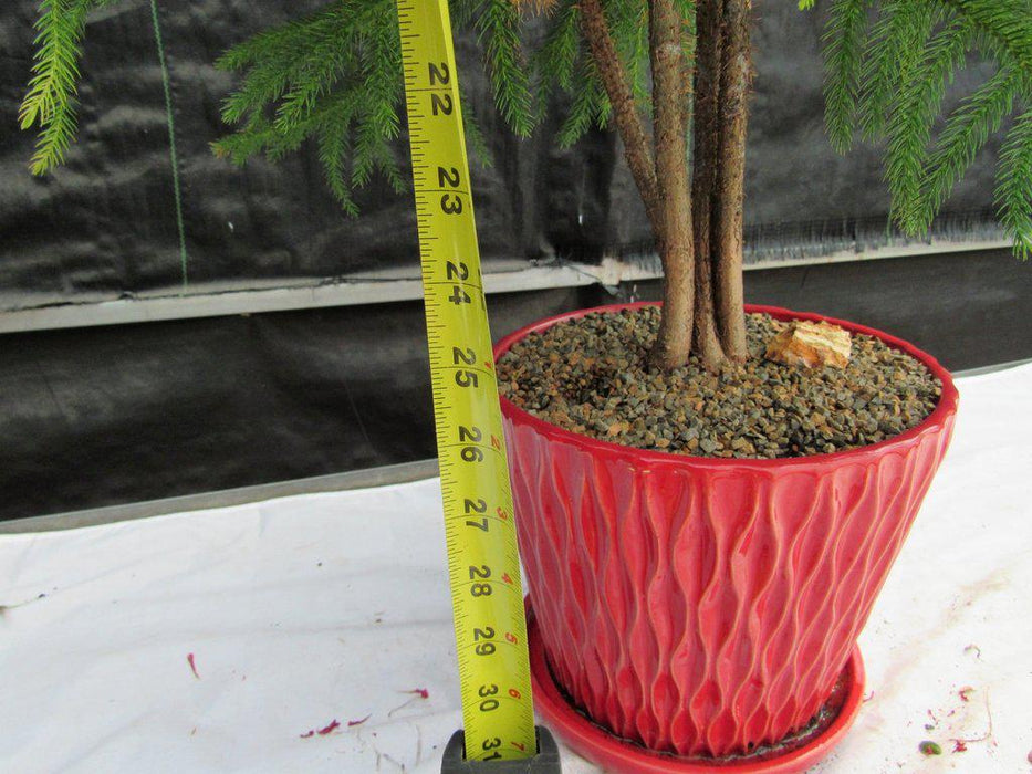 12 Year Old Norfolk Island Pine Specimen Bonsai Tree Height