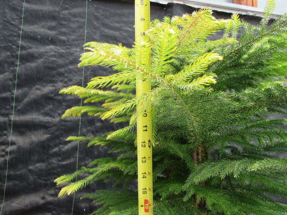 12 Year Old Norfolk Island Pine Specimen Bonsai Tree Tall