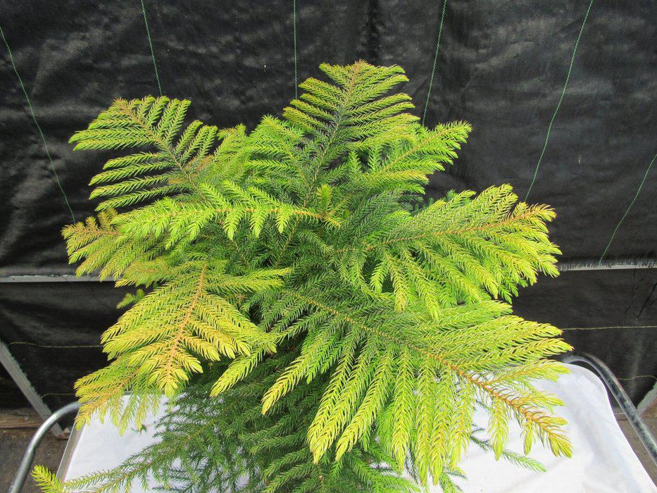 12 Year Old Norfolk Island Pine Specimen Bonsai Tree Canopy
