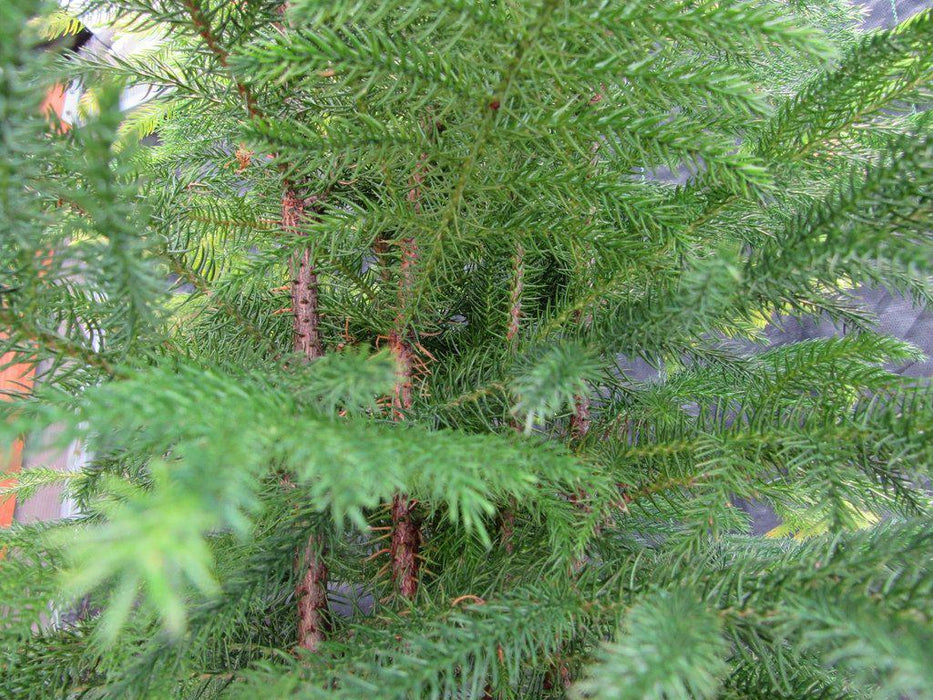 12 Year Old Norfolk Island Pine Specimen Bonsai Tree Needles