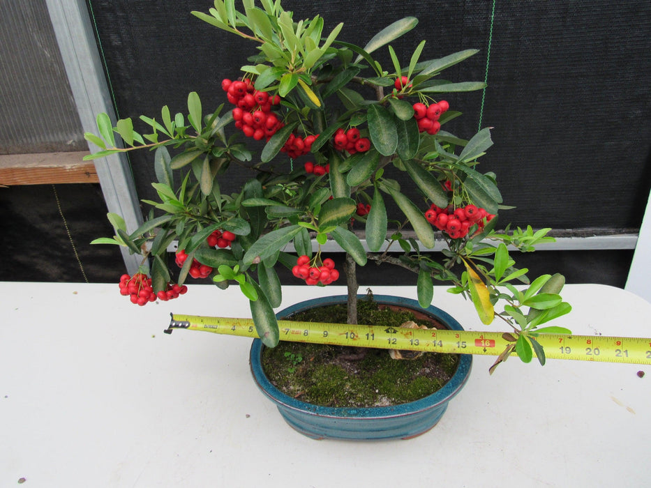 16 Year Old Weeping Barbados Cherry Specimen Bonsai Tree Size