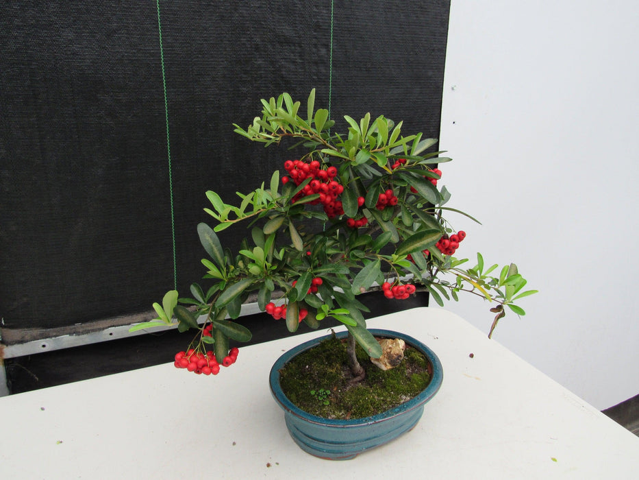 16 Year Old Weeping Barbados Cherry Specimen Bonsai Tree Stronger Side
