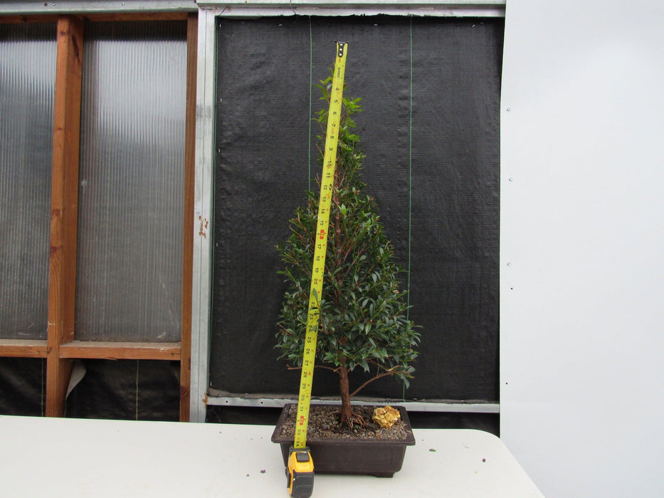 17 Year Old Brush Cherry Christmas Tree Specimen Bonsai Tree Height