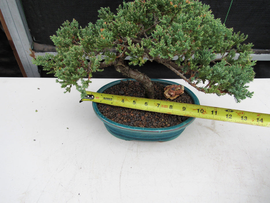 18 Year Old Juniper Specimen Bonsai Tree Size