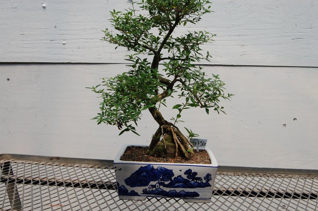 Thousand Star Serissa One-Of-A-Kind Bonsai Tree