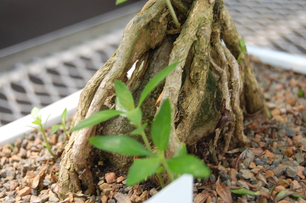 Master Artisan Thousand Star Serissa Bonsai Tree Roots