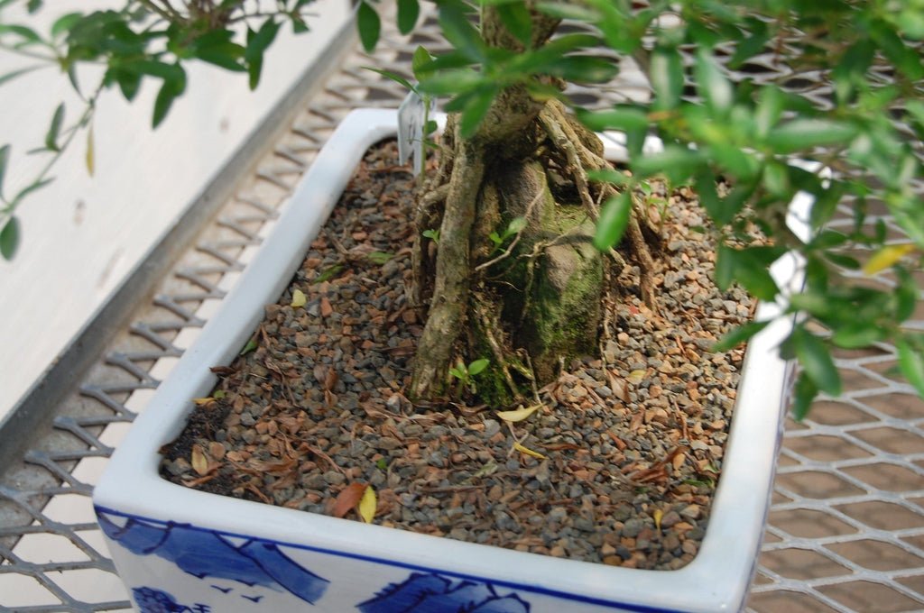 Thousand Star Serissa Specimen Bonsai Tree Pot