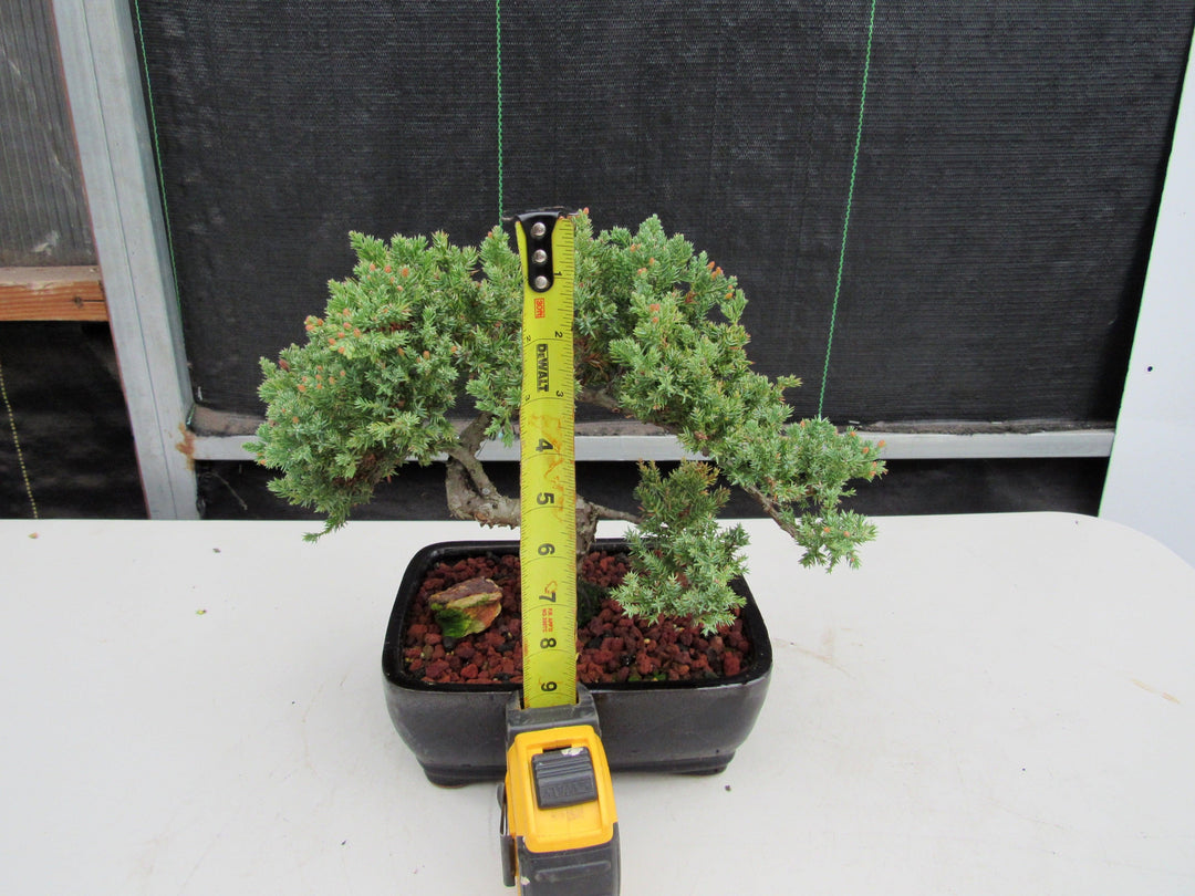20 Year Old Juniper Specimen Bonsai Tree Height