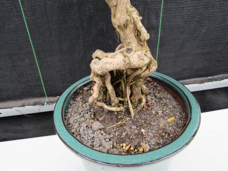 20 Year Old Thousand Star Serissa Flowering Exposed Roots Semi Cascade Specimen Bonsai Tree Back Roots