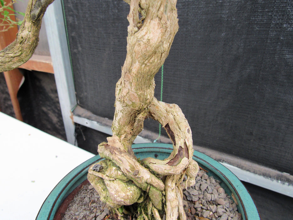 20 Year Old Thousand Star Serissa Flowering Exposed Roots Semi Cascade Specimen Bonsai Tree Root Hole