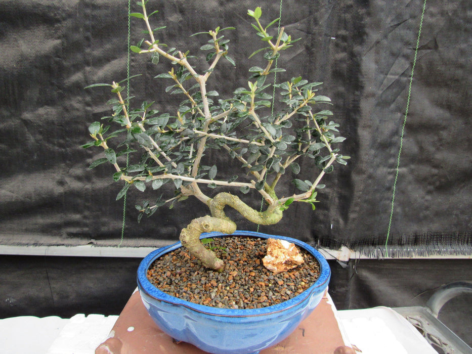 21 Year Old European Olive Coiled Trunk Style Specimen Bonsai Tree Profile