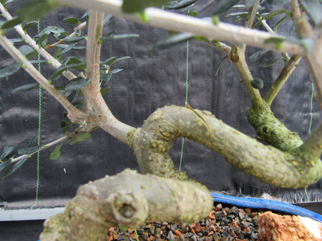 21 Year Old European Olive Coiled Trunk Style Specimen Bonsai Tree Twisty